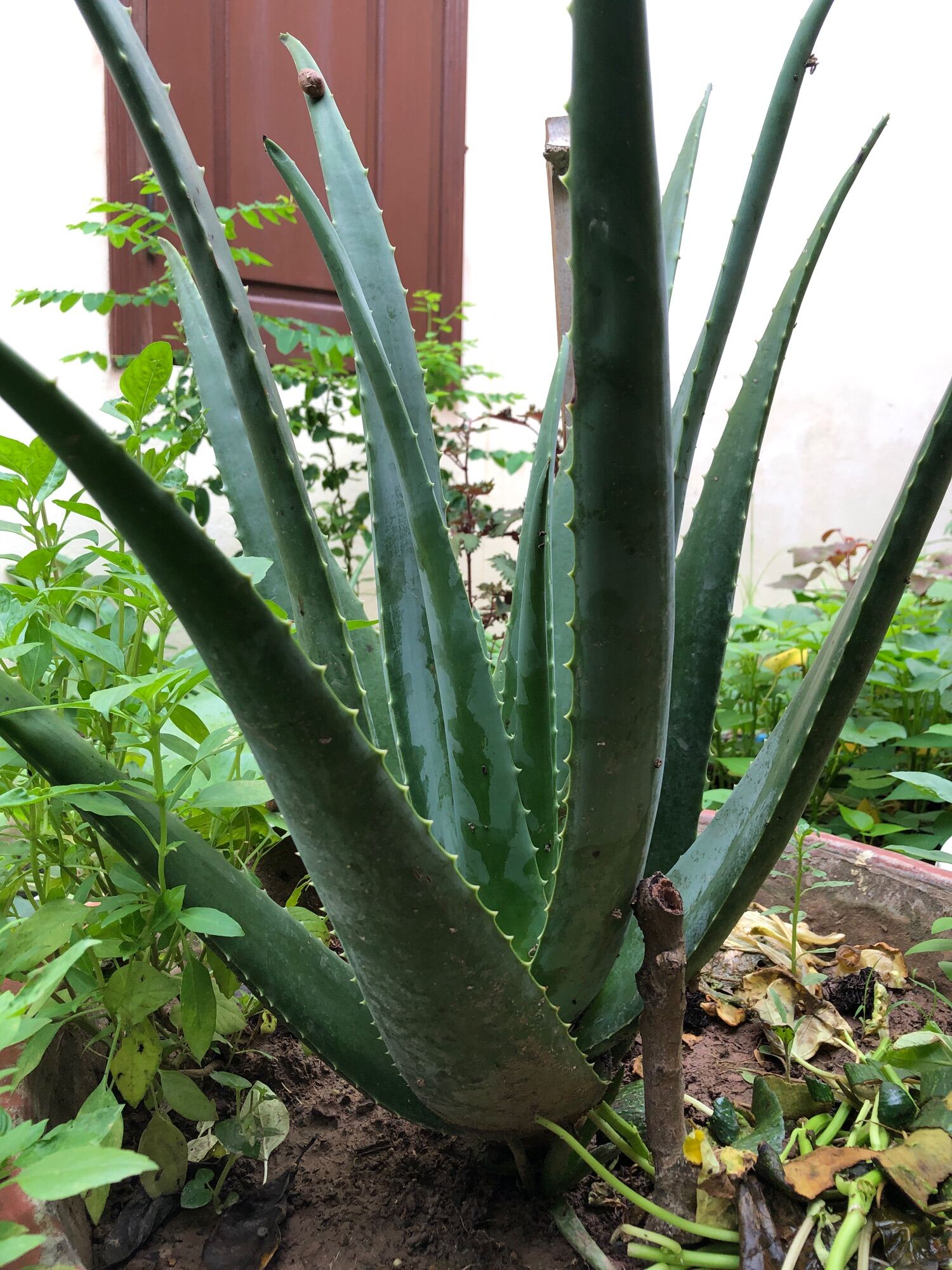 Cây giống nha đam mỹ khổng lồ cao 20-30cm