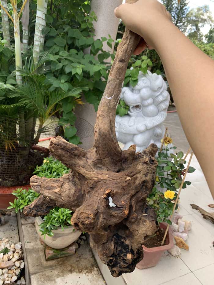 Lũa gỗ nghệ thuật trang trí Ms54 link C