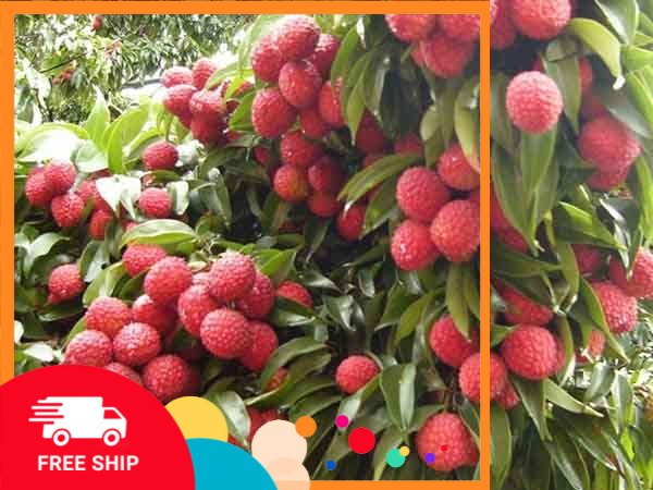 Cây VẢI THIỀU ghép bầu lớn
