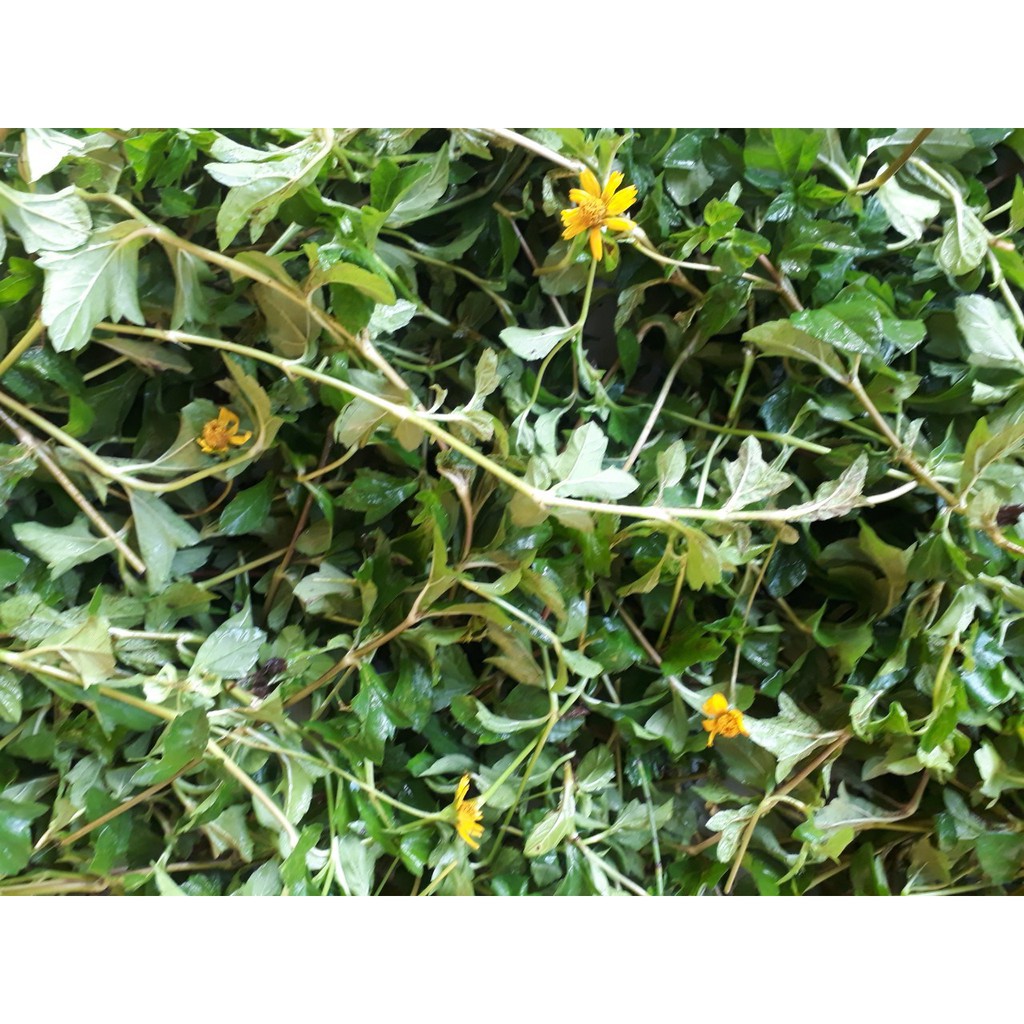 Sài đất khô lá tắm cho bé 1kg