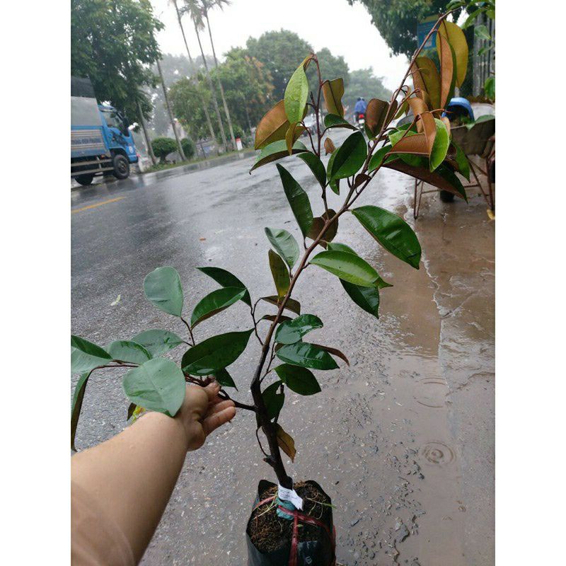 Cây giống vú sữa bơ hồng (cam kết giống chuẩn ). (chuẩn giống chất)
