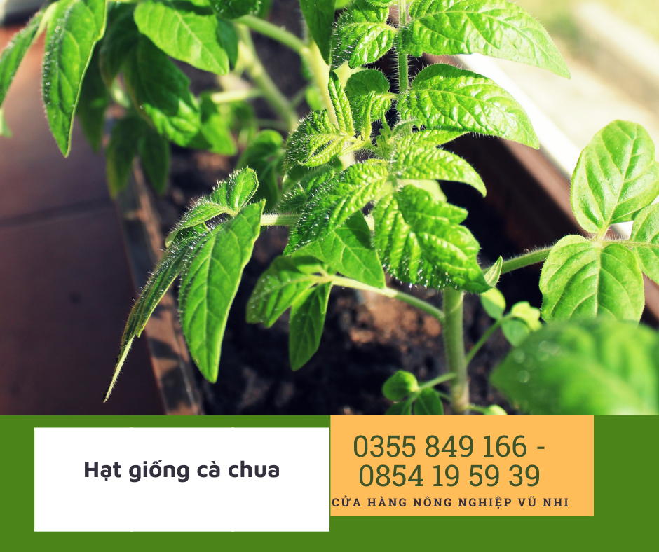 Hạt giống cà chua siêu kháng bệnh F1