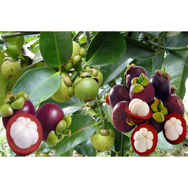 Cây giống măng cụt - Garcinia mangostana