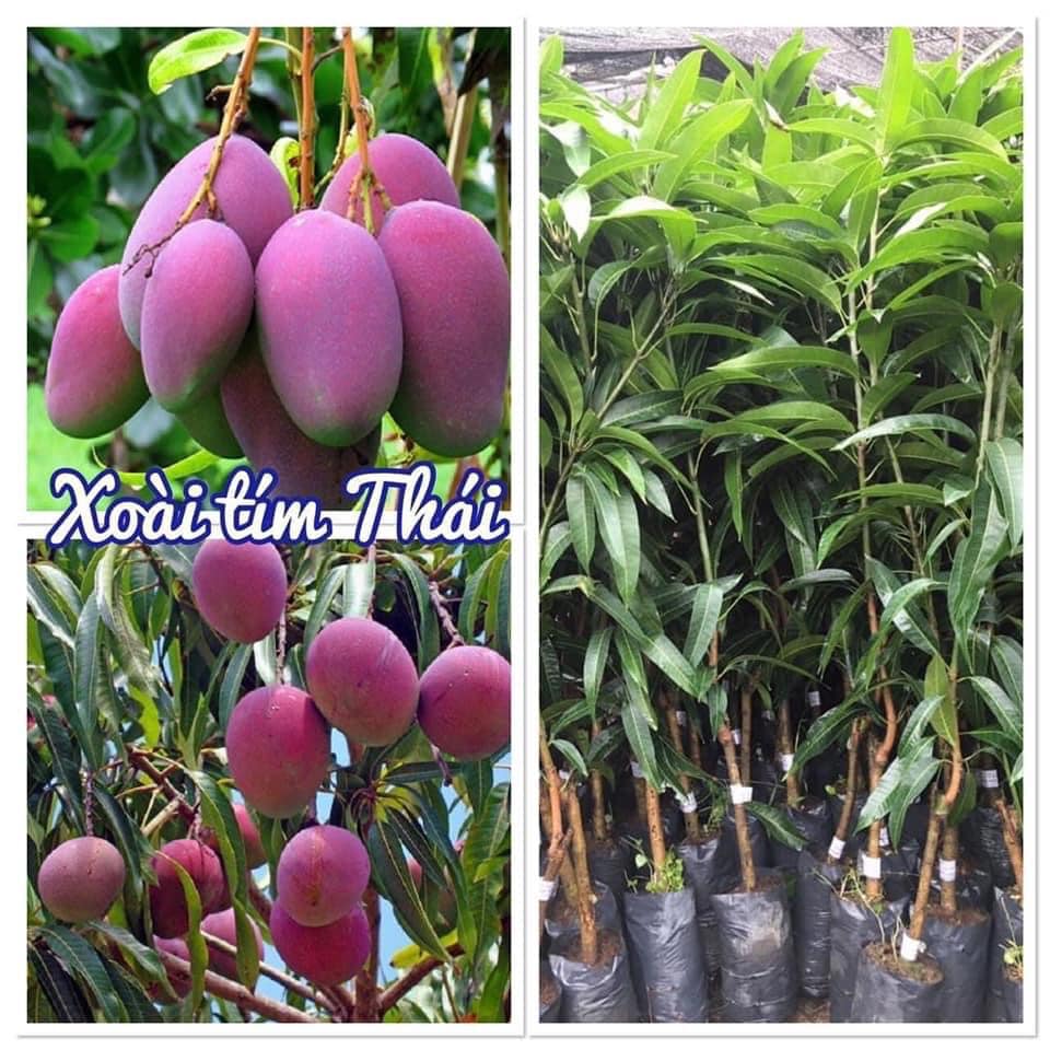 Cây giống xoài tím thái cao sản.