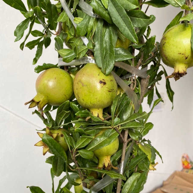 Cây lưu đỏ Ấn Độ