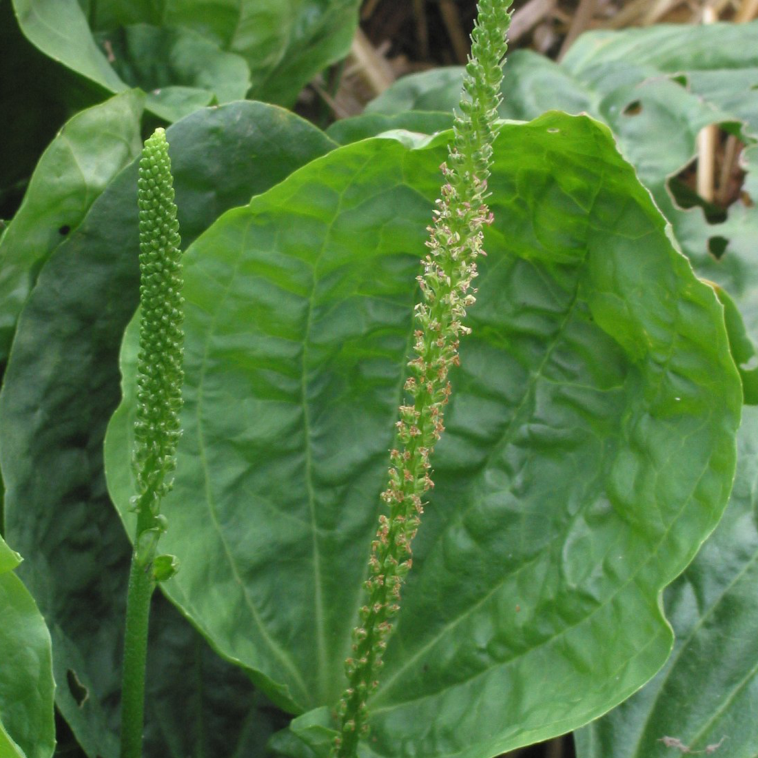 Hạt giống rau mã đề - cây má đề PSV86 | Phởms Market