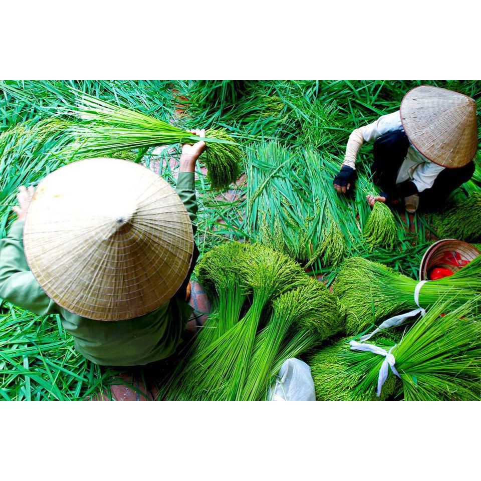 Cốm xanh khô làng vòng (1kg) Đại lý gạo Bà Tám