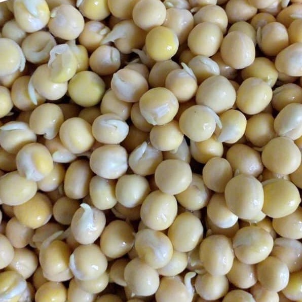 Hạt giống Rau Mầm Đậu Hà Lan - 500gr