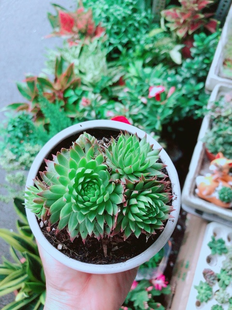 Chậu Sen Đá Phật Bà Đồng Giá 60k/chậu (được chọn mẫu)