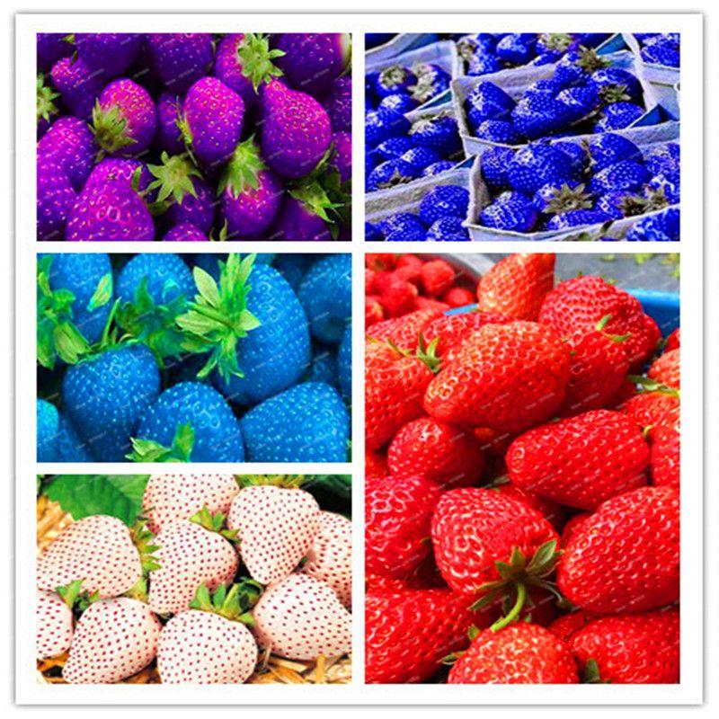 Mixed Color Strawberry seeds - Sale Off