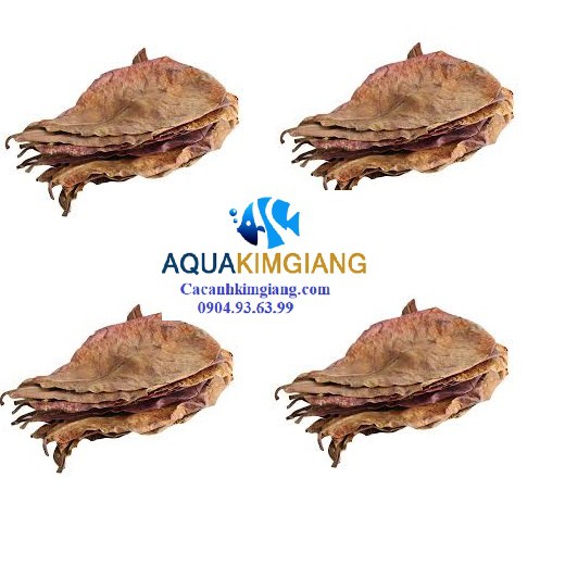 15 Lá Bàng khô giưỡng cá betta và cá cảnh