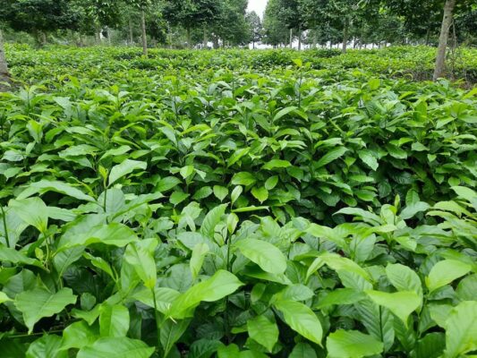 cây dổi giống chuẩn