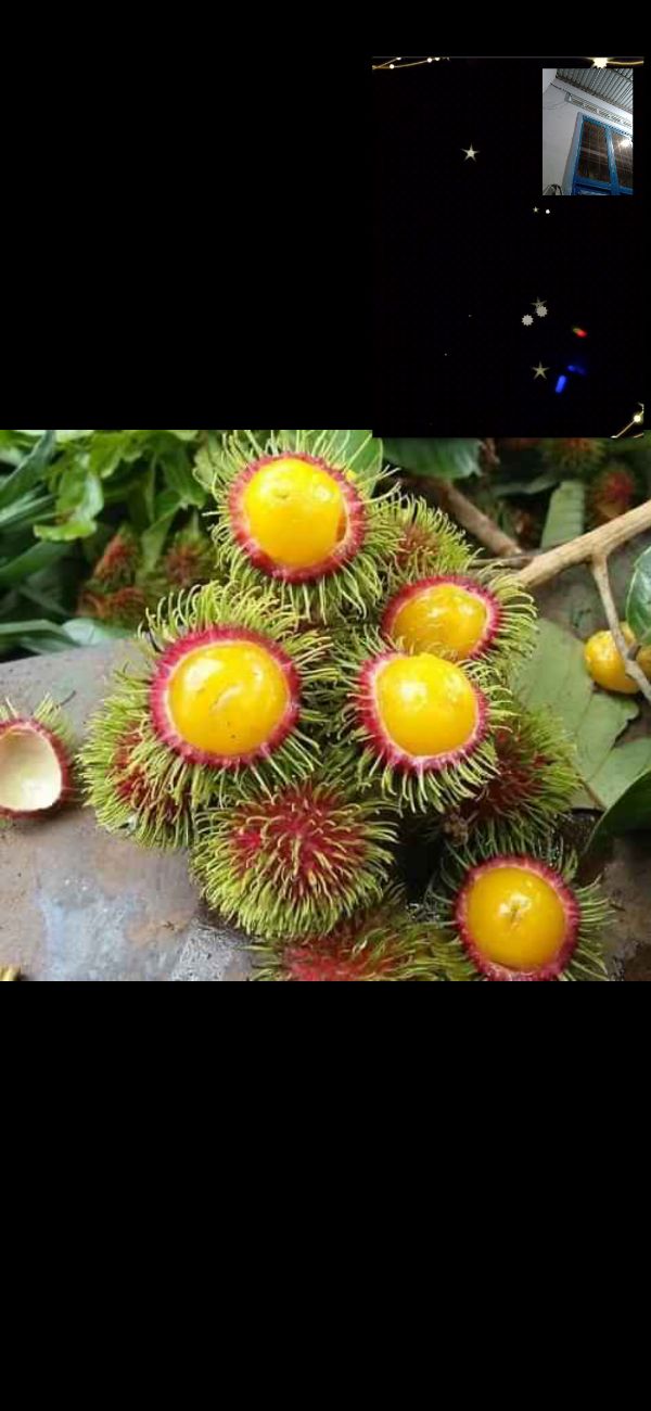 Cây chôm chôm ruột vàng