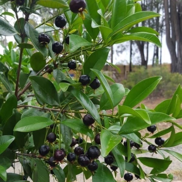Cây cherry braxin cây nhỡ, siêu sai quả,