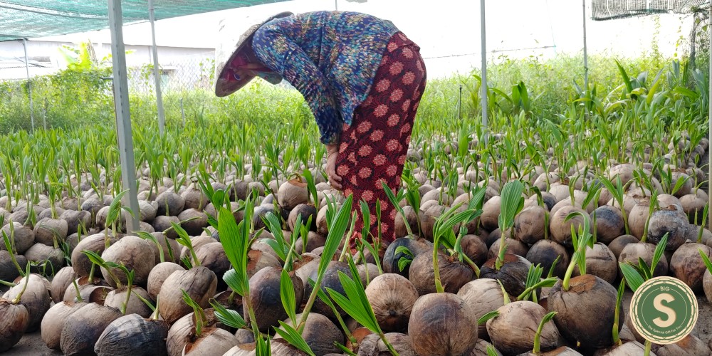 Dừa Dứa Giống Siêu Thơm