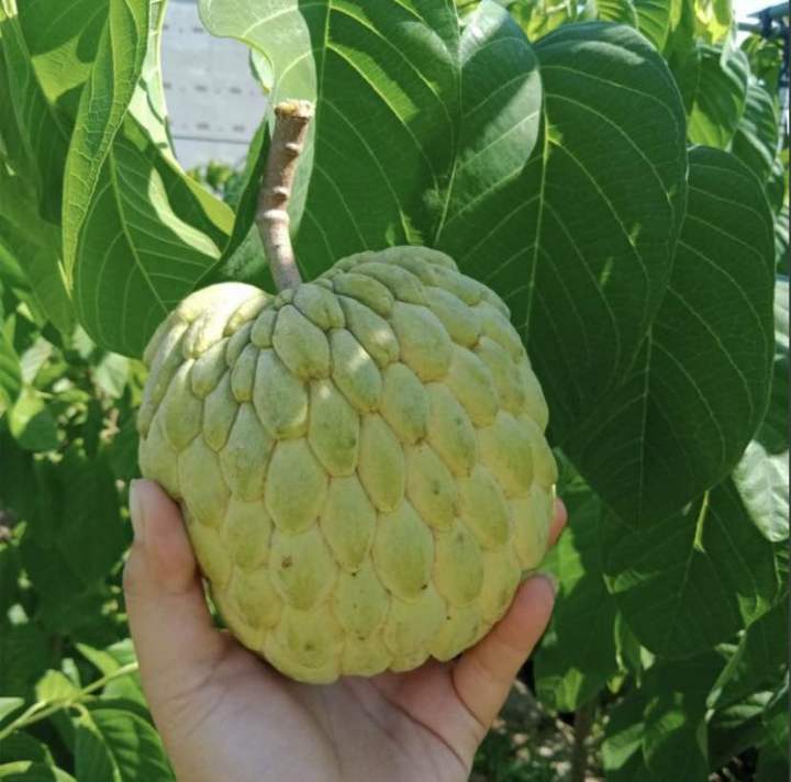 Mảng cầu na thái