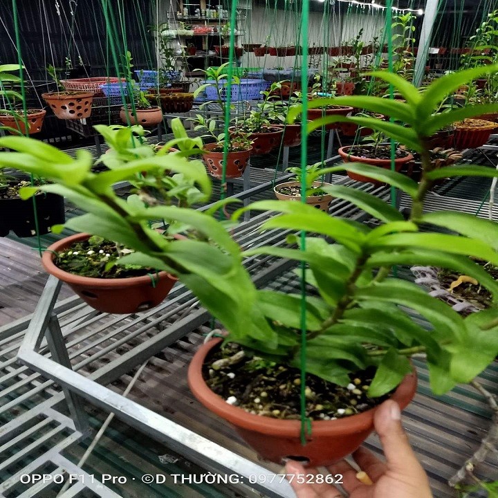 Hoa lan phi điệp - bệt ma bó