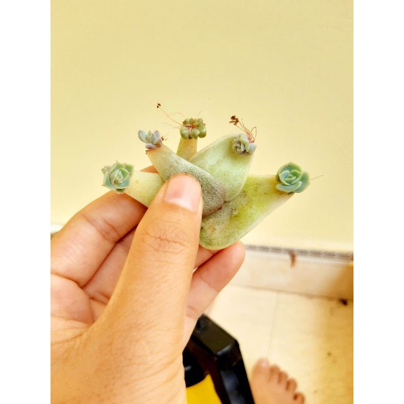 Combo 10 lá sen đá ươm mầm mix loại