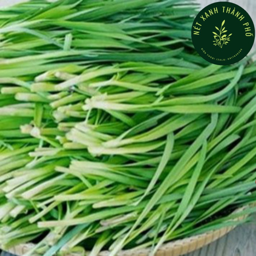 [GIAO HÀNG 2 GIỜ] Hạt giống Hẹ Lá, Hẹ Ta chịu nhiệt 1gr