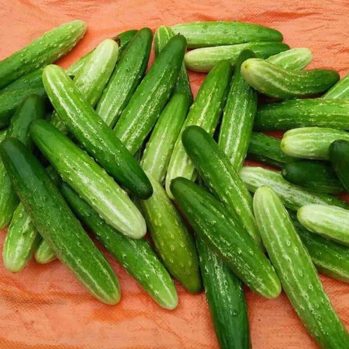 Hạt giống Dưa chuột nếp ta - ( Gói 10 hạt )