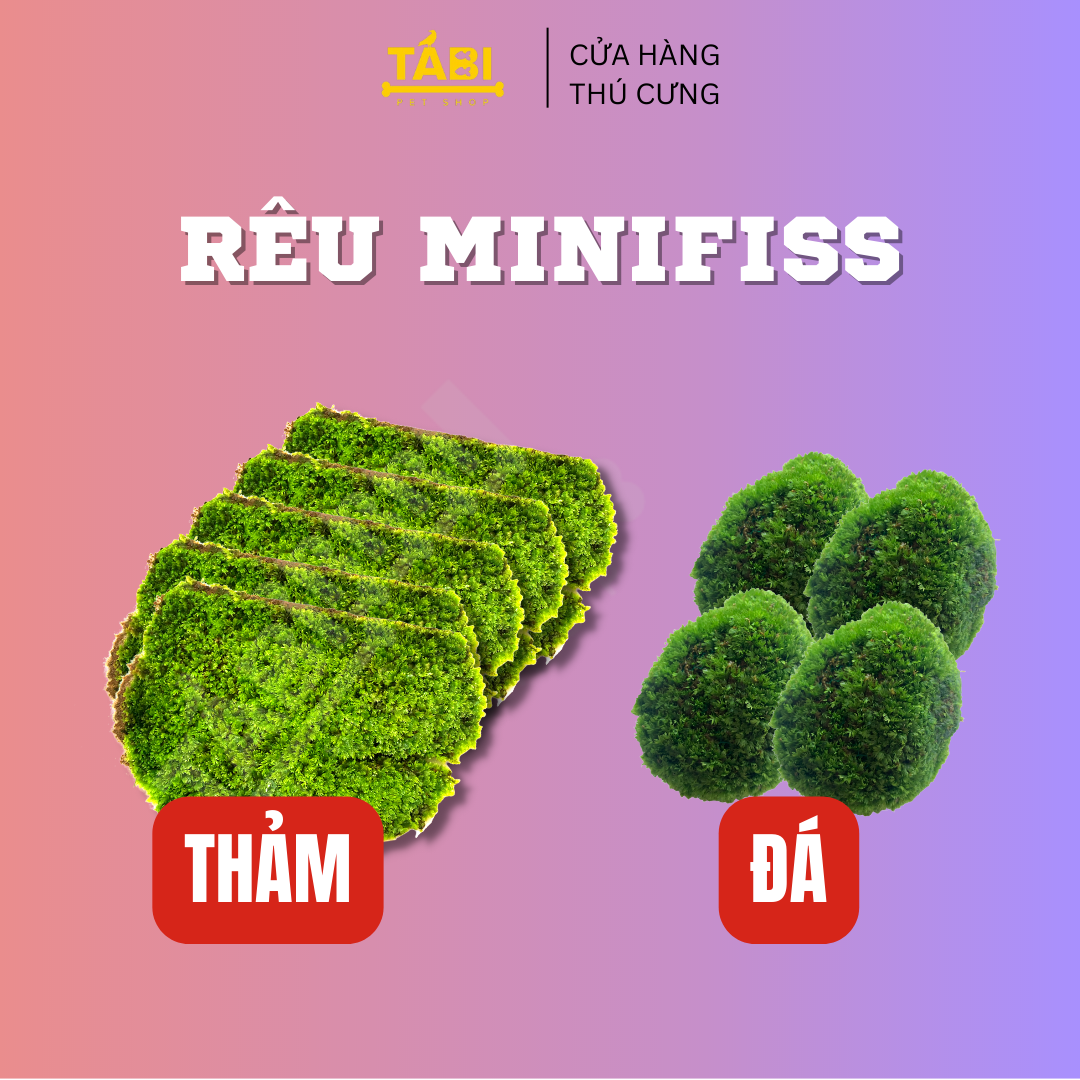 1 TẤC Rêu Minifiss Lá Nước Trãi Nền Trang Trí Hồ Cá Thủy Sinh Dạng Thảm
