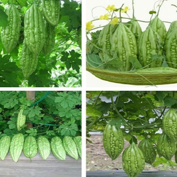 Hạt giống khổ qua mỡ ta ( mướp đắng )-gói 10 hạt