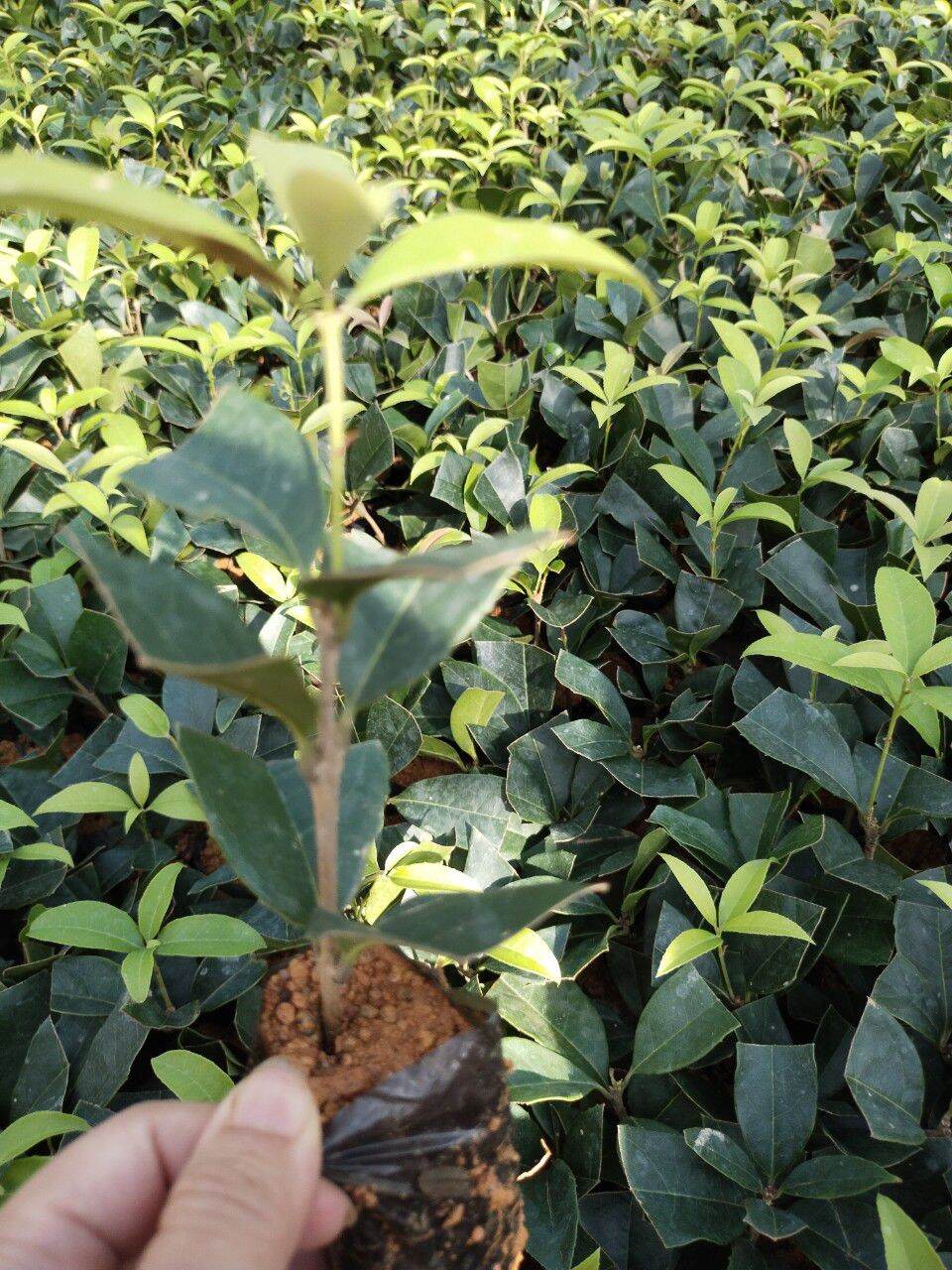 Mộc hương ta (tỉ lệ sống 100%)