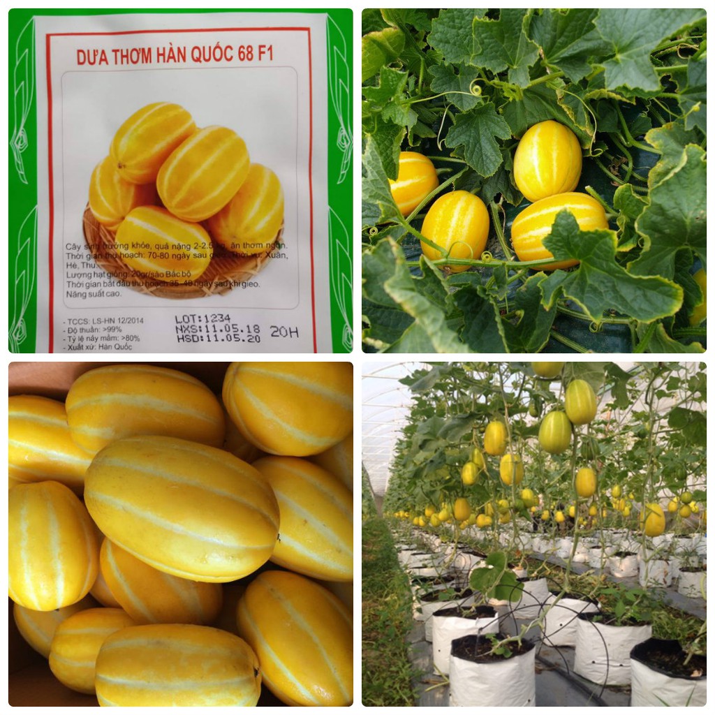 Combo of 4 Packs of Assorted Melon Seeds (Green Mesh + Yellow + Hq Melon + Pear Melon)