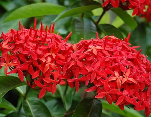 hoa mẫu đơn đỏ hồng mỹ -bầu cây lớn đang hoa