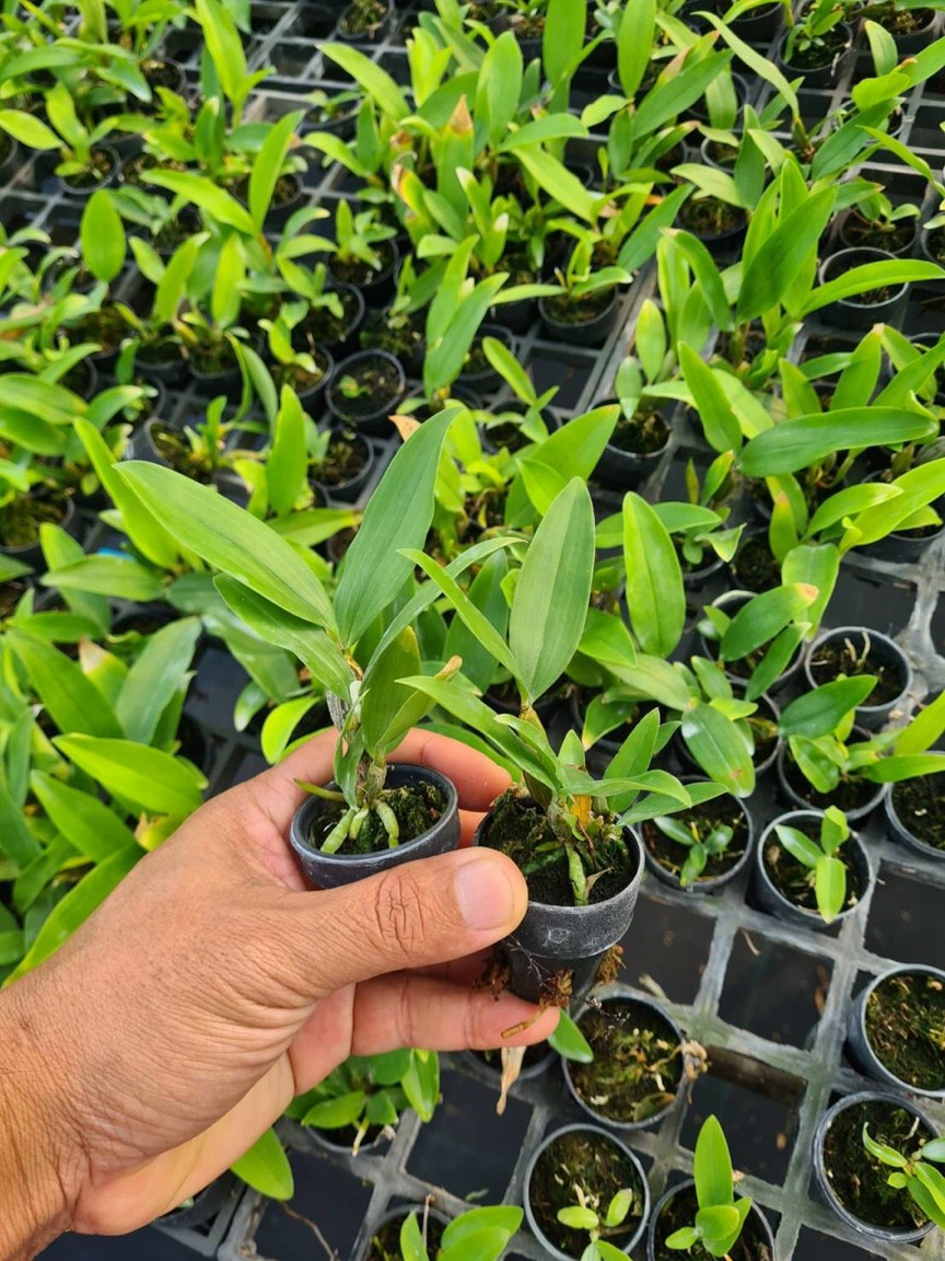 HOA LAN KIỀU