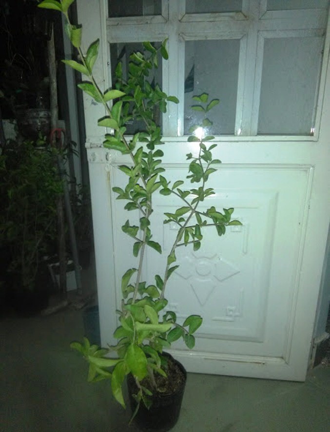 2 Cây sơ ri chiều cao 50-60cm