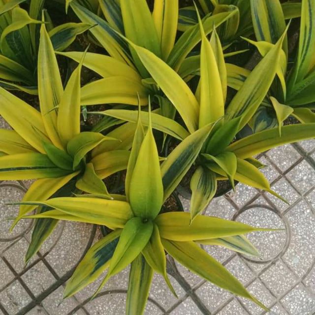 Lưỡi hổ Hoàng Kim