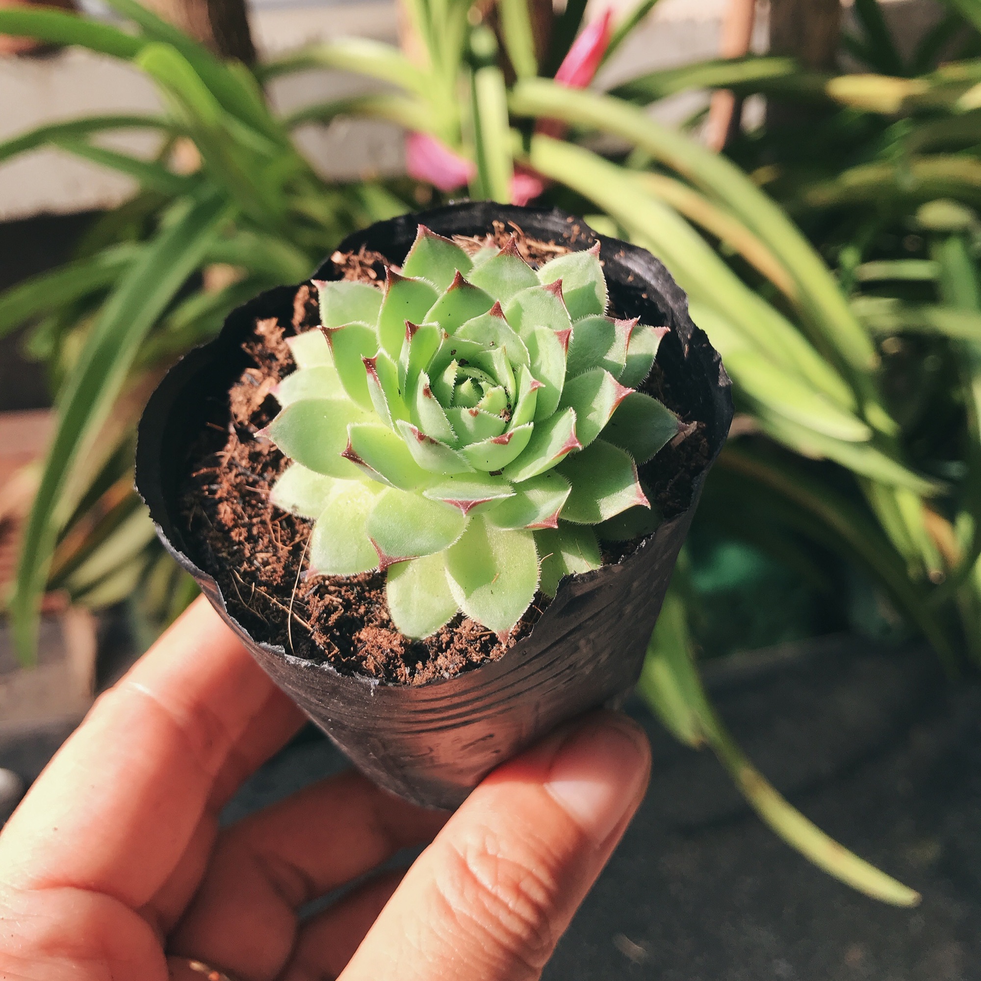 Sen đá phật bà - nhỏ