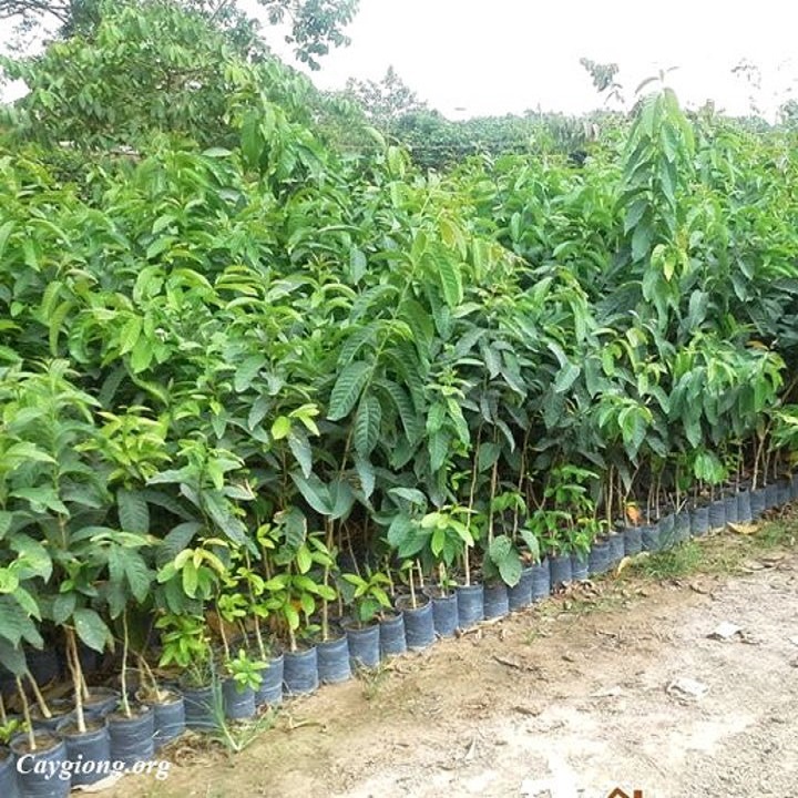 cây giống bằng lăng tím, cây cao 40-60cm