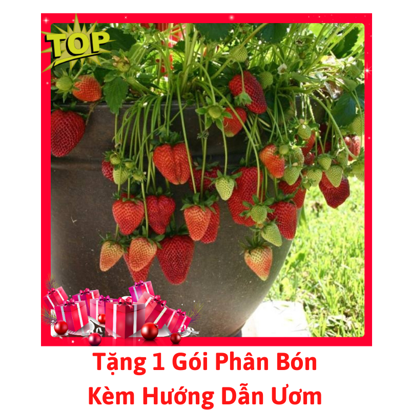 Gói 100 Hạt Giống Dâu Tây Chịu Nhiệt - Tặng 1 Gói Phân Bón