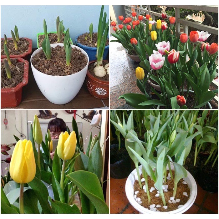 Củ hoa tulip (tuylip) Hà Lan được chọn màu( ra hoa sau 20-25 ngày)