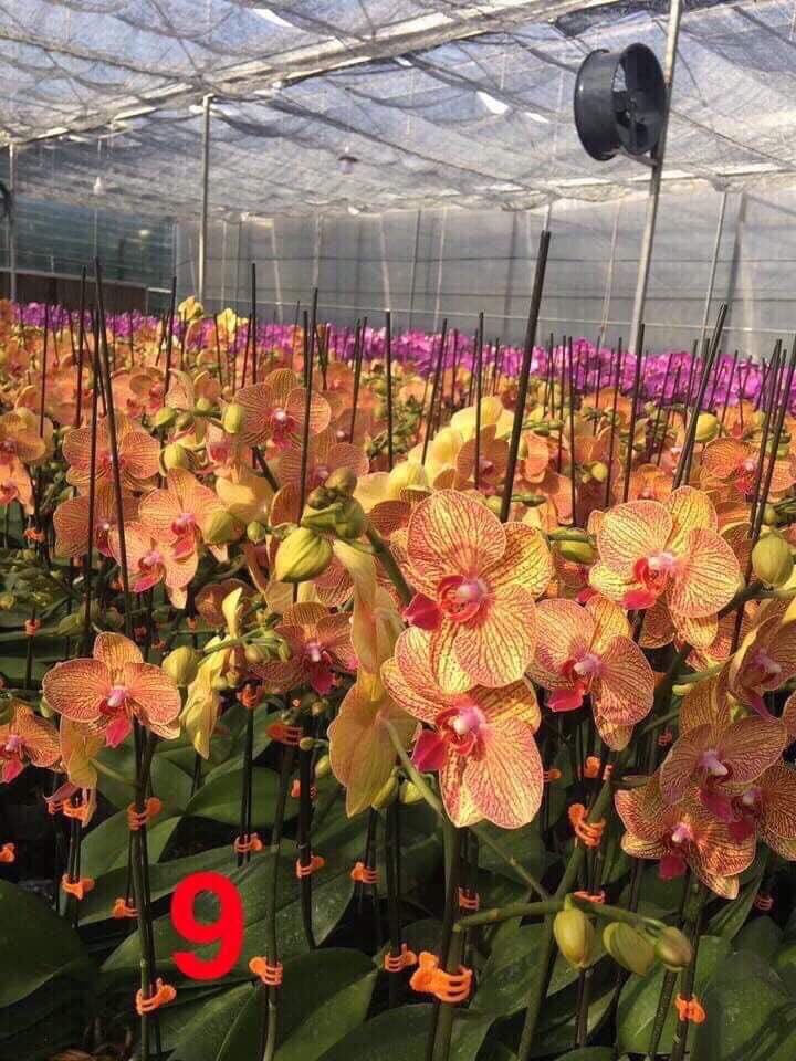 hồ điệp đại