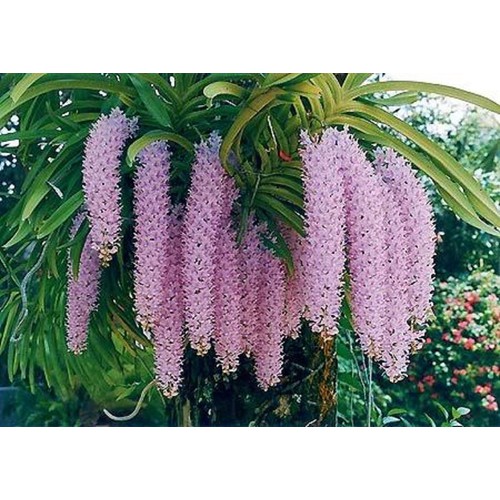 1 BÓ   LAN ĐUÔI CHỒN - Hàng chuẩn Rừng - Hoa siêu đẹp