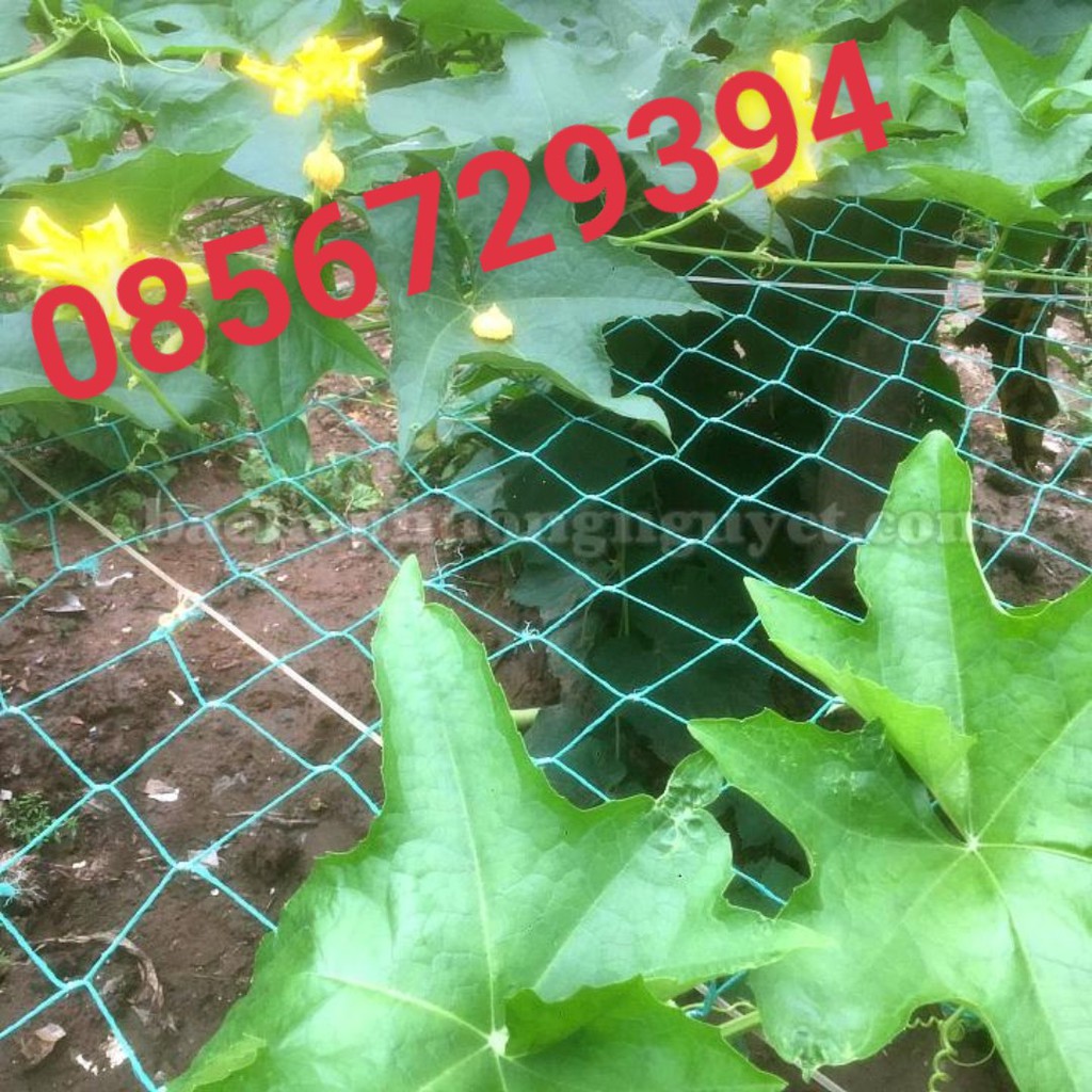 Lưới giàn leo, lưới trồng bầu bí (kích thước 4x4m mắt 20x20cm sợi to màu xanh ngọc)