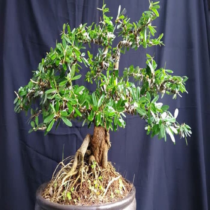 Cây Linh Sam Cảnh