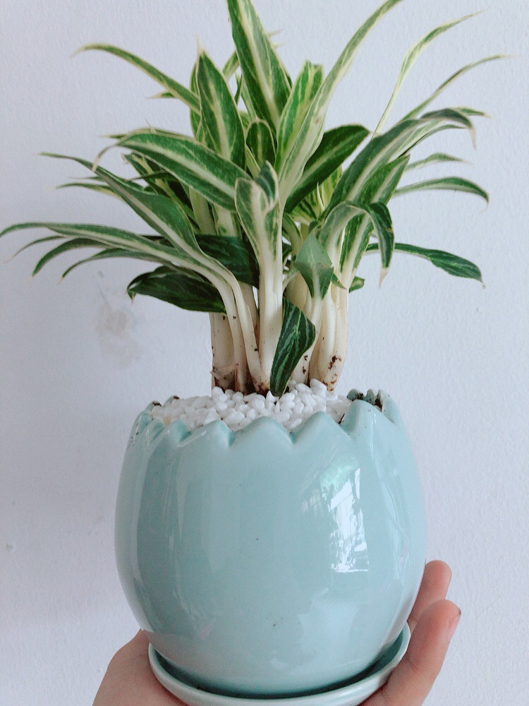 Chậu cây giữ tiền