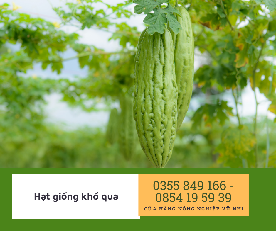 Hạt giống Khổ qua F1