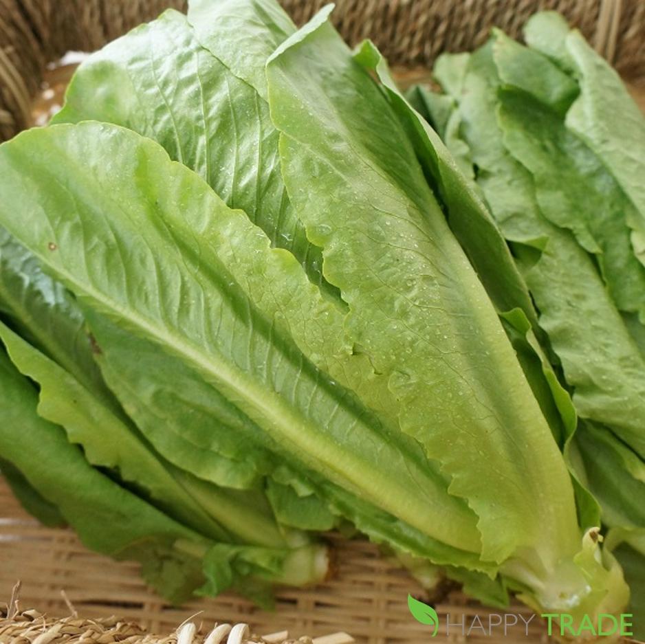 Hạt giống xà lách cao sản