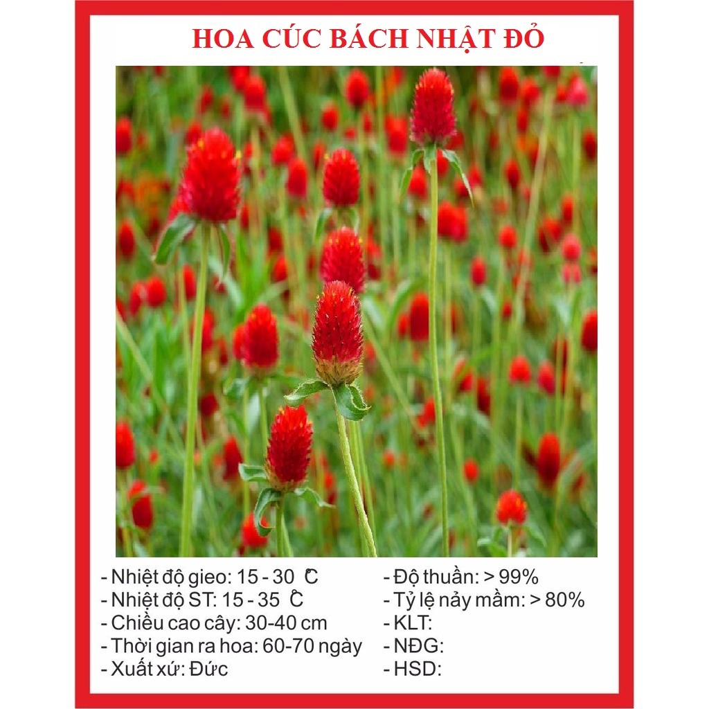 Hạt giống hoa cúc bách nhật màu đỏ /Gói 100 hạt