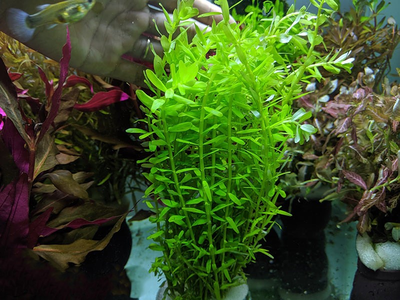 Rotola Xanh - Vảy Ốc Xanh 20 Nhánh