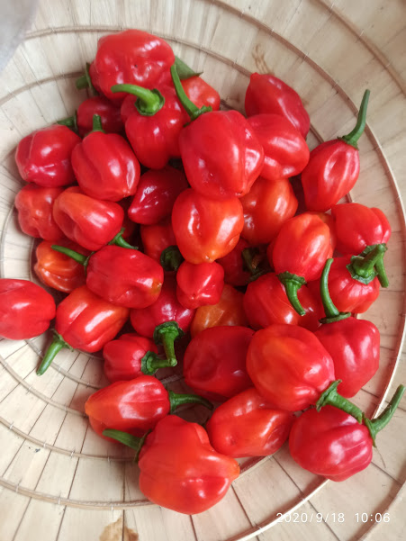 [HCM]hạt ớt HABANERO ĐỎ ( MỸ)