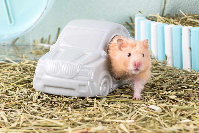 Nhà sứ xe hơi độc lạ dành cho hamster - T3 PETS SHOP