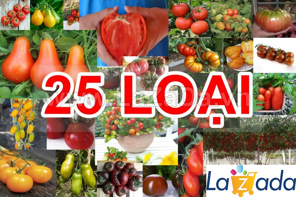 0.2Gr Hạt Giống Cà Chua Crazy Mix (A2.101| B42*W62*M179)
