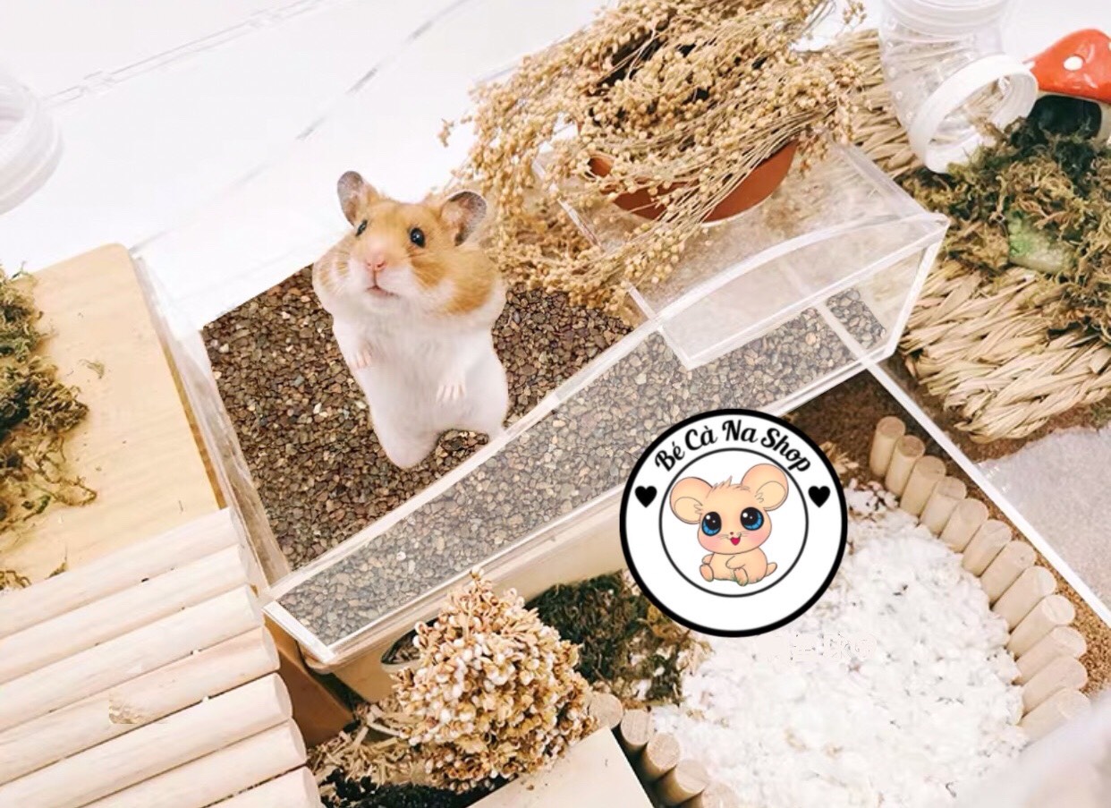 Cát buddy ấn cho hamster ( hàng loại 1 )