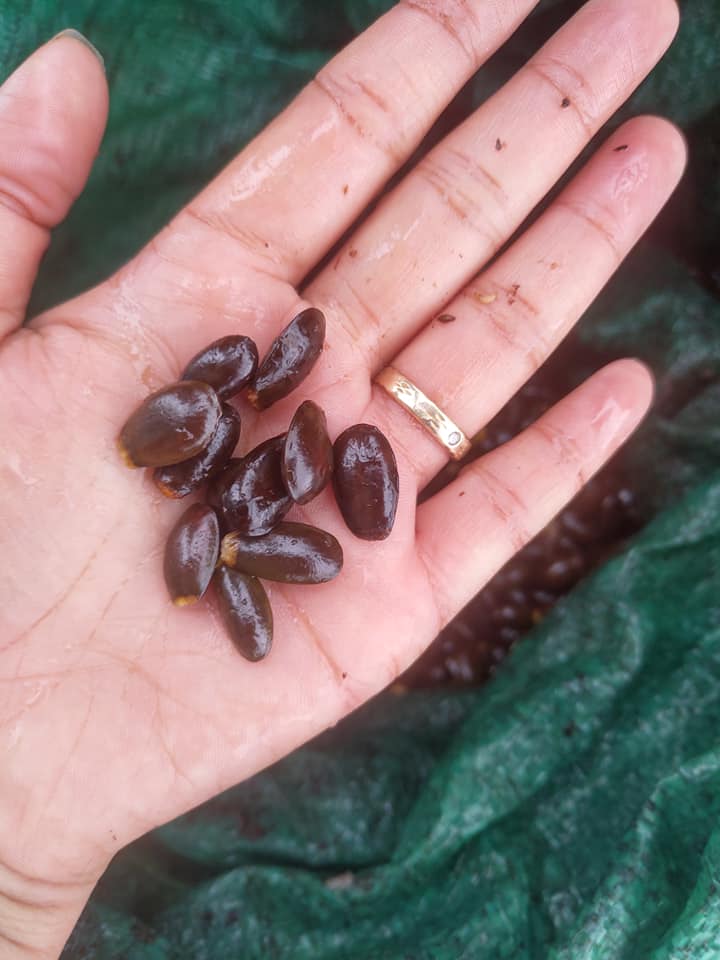 500gram hạt giống mãng cầu xiêm